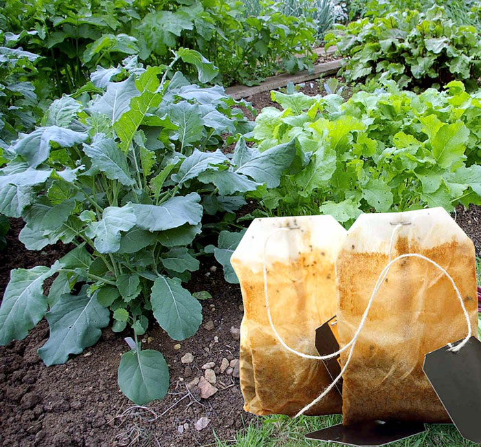 are-tea-bags-good-for-plants-a-guide-to-using-tea-bags-for-gardening